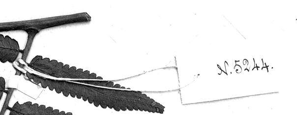 Label of the number 22630, written by Glaziou (P00631772), isotype of Alsophila goyazensis H. Christ.