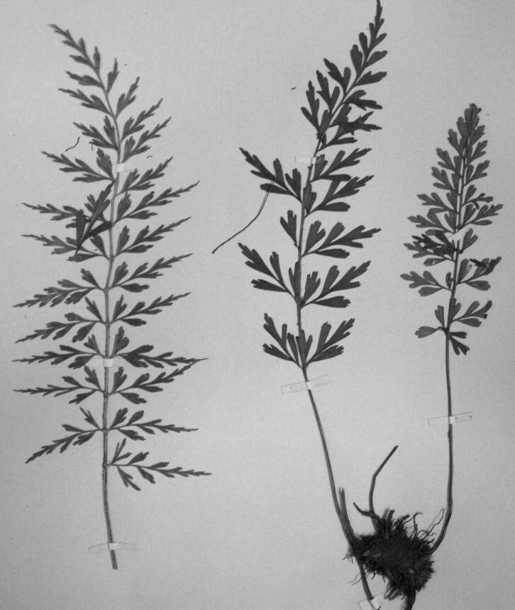 SAlGADO & FRASER-JENKINS: AspleniUM falcatum & A. polyodon 221 et al., in prep.) for the rejection of the name T. adiantoides and all combinations based upon it. this will enable the African/S.