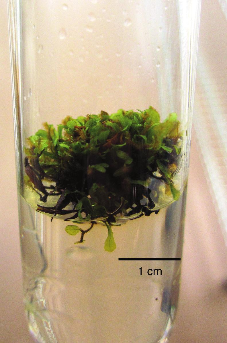 floridanum propagated in vitro; B.