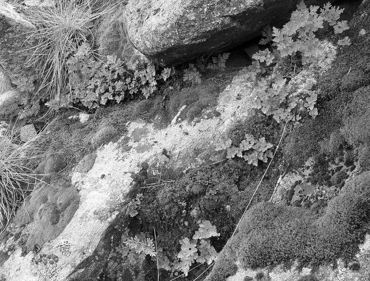 JESSEN et al: CRYPtOGRaMMa BIthYNICa 51 C. fumariifolia; Argentina: Neuquén, Estancia Mamuil-Malal; Obs.: 1400 m; Meseta al S. de la Estancia entrapocas; Celec.