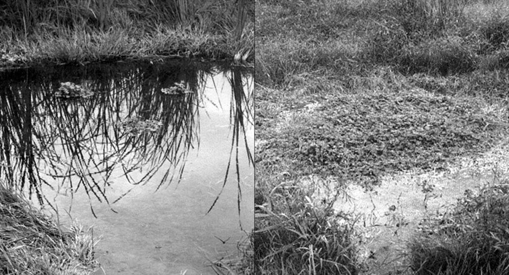 Figure 1. Recovery of Marsilea quadrifolia L. in the Natural Park of Park of the Ebro Delta, Catalonia, Spain. Left.