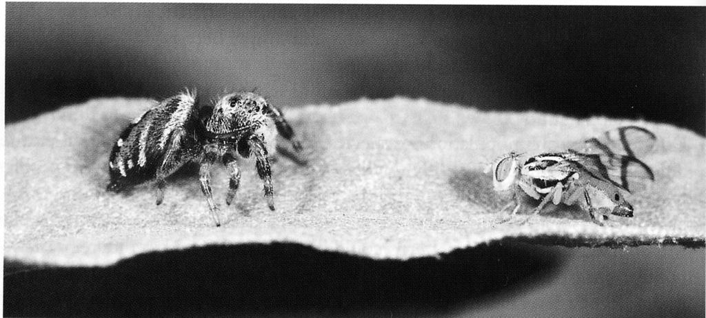 Spiders and flies Salticid Phidippus apacheanus