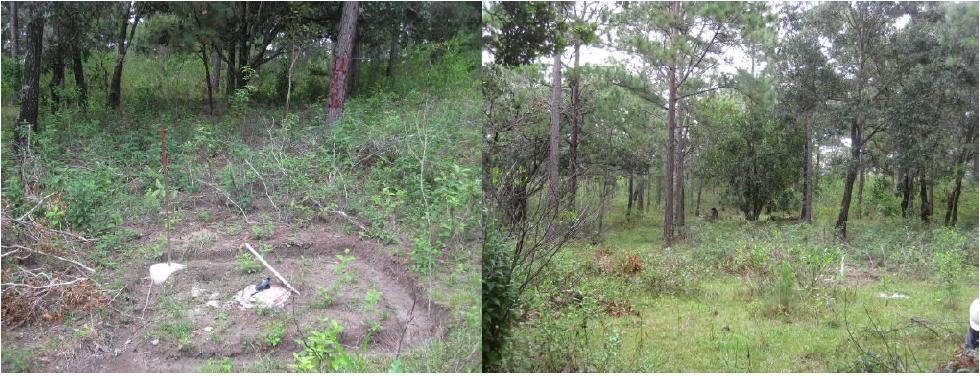 9 Here we have a more fertile soil with pine and oak trees at point 11-04D