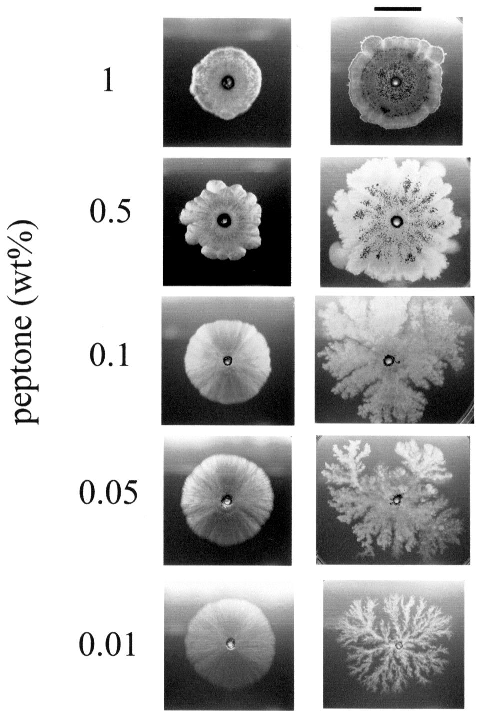 318 S. MATSUURA Figure 2 shows the photographs of A. nidulans wild type strain colonies cultivated for 10 days and the mutant strain colonies cultivated for 40 days.