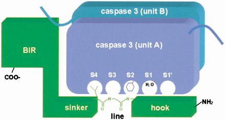 Individual IAP proteins use different domains to occlude the substrate grooves of specific caspases.