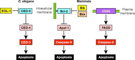 Activation of caspases is controlled by Bcl-2 proteins Since the discovery of Bcl-2 and Bax, the BH family in mammalian cells has expanded by 17 members, with five acting principally as survival