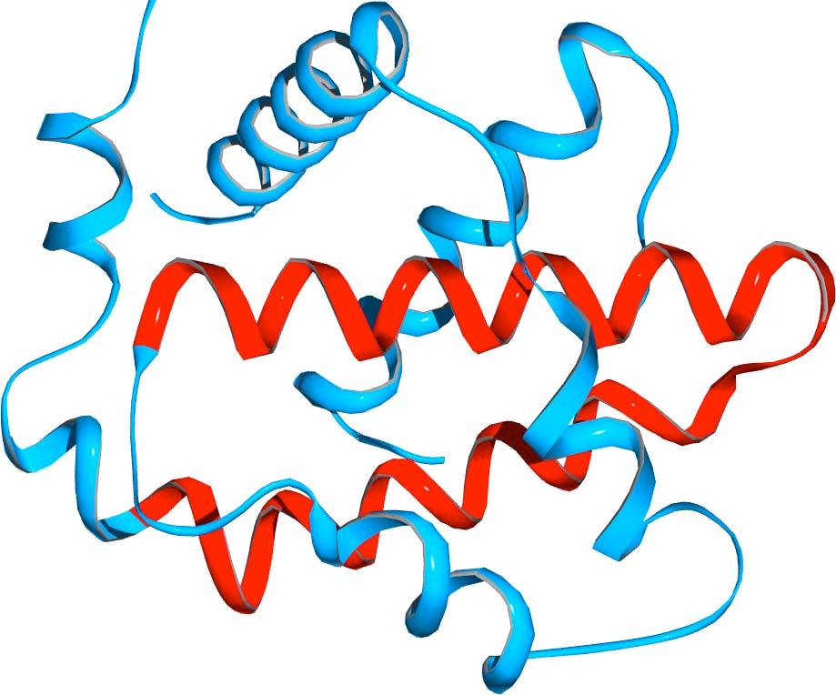 Ribbon diagram of Bcl-xL structure central hydrophobic helices in red believed to be involved in pore formation The tertiary structure of Bcl-x L is similar to known structures of the diphtheria
