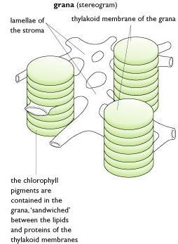 Most light absorption occurs in the stacks of thylakoids (grana) as here the photopigments are concentrated Each granum is linked to