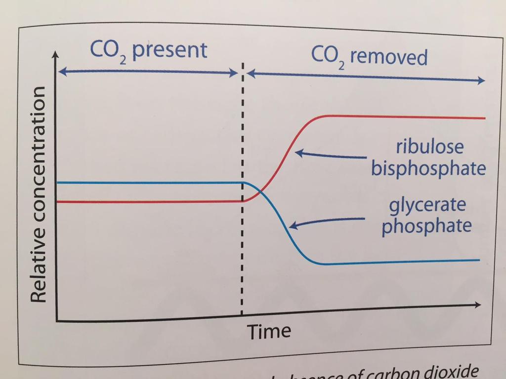 2. RuBP cannot combine with CO2 to form GP, so levels rise 1. CO2 removed 3.