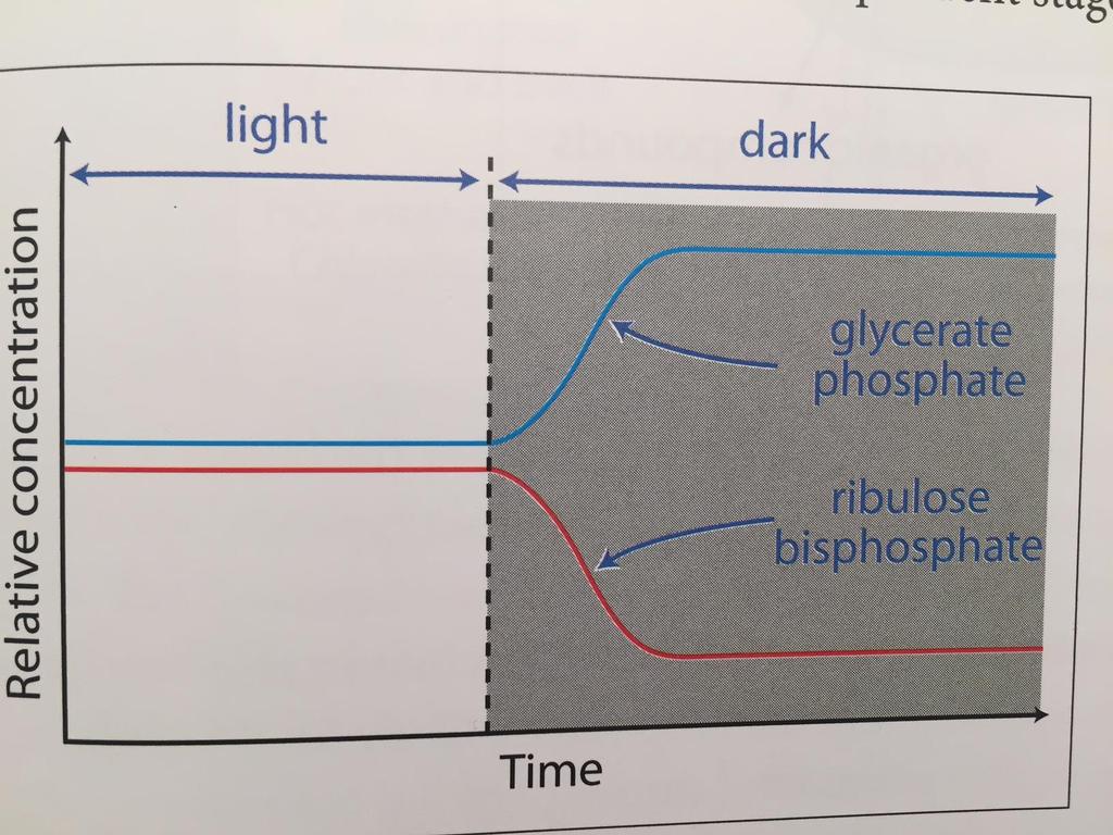 The effect of light & darkness on the concentrations of GP and RuBP 2.