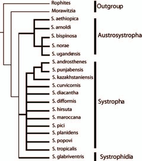 Phylogeny of Systropha Figure 29 Strict consensus of the most parsimonious trees (multistate characters unordered and of equal weight).
