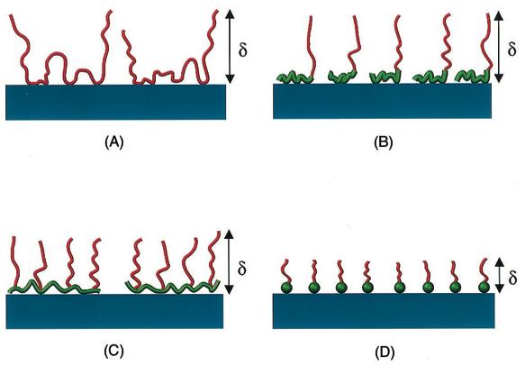 Figure 1: Schematic of surface adsorbed polymer induced steric repulsion: (A) homopolymer, consisting of tails, loops, and train configuration; (B) diblock copolymer, consisting of short anchor block