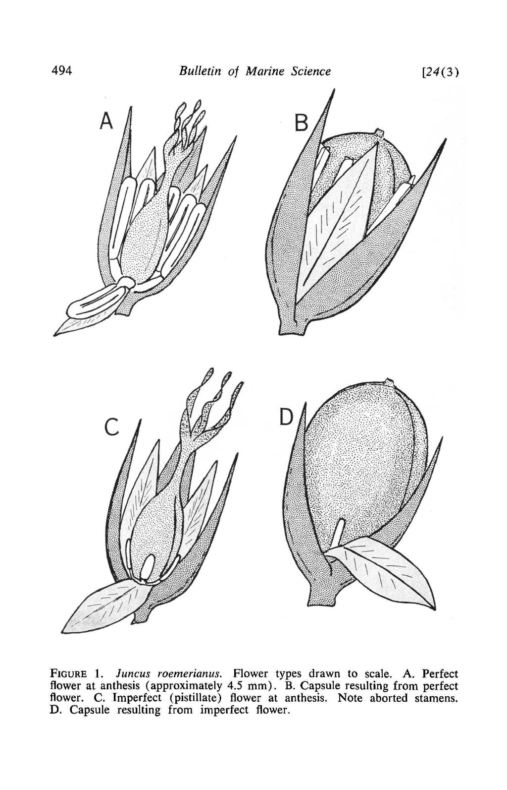 494 Bulletin of Marine Science [24(3) FIGURE 1. Juncus roemerianus. Flower types drawn to scale. A. Perfect flower at anthesis (approximately 4.5 mm).