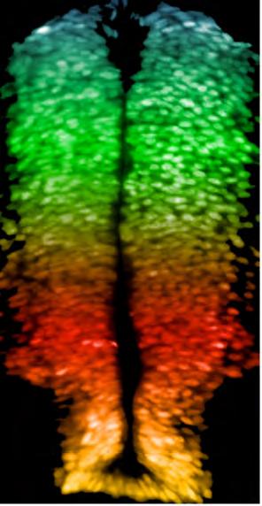 Dorsal-Ventral patterning in the neural tube generates distinct