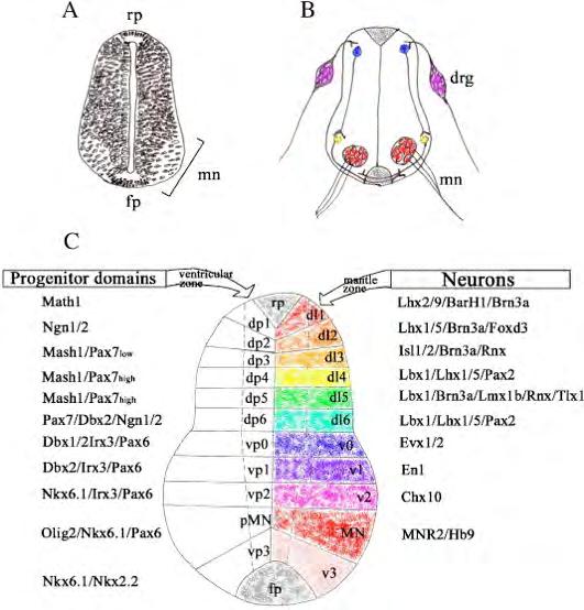 Maden, (2005) Developmental Biology (282) http://www.nimr.mrc.ac.
