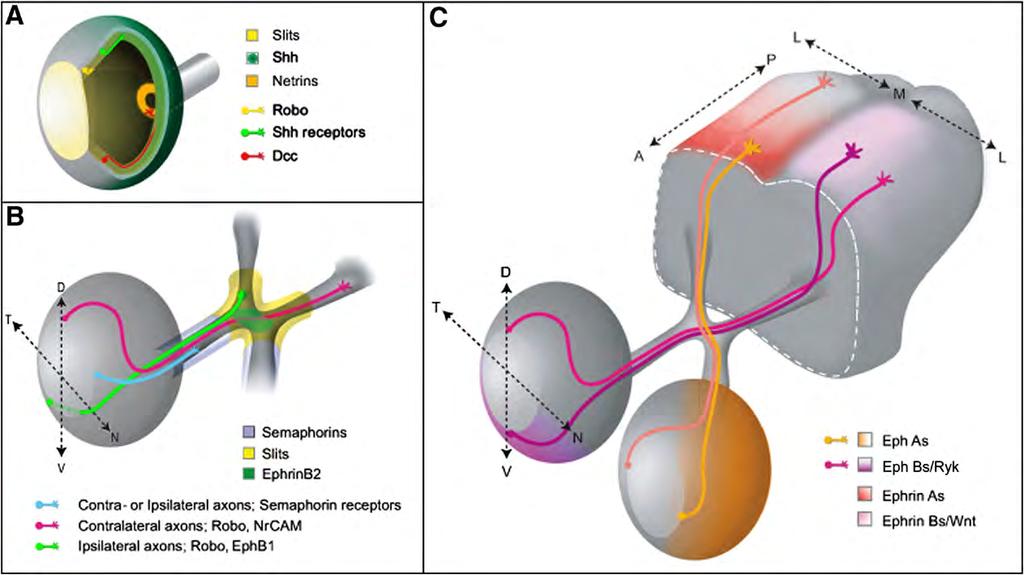 Axon pathfinding in the Superior Colliculus L.