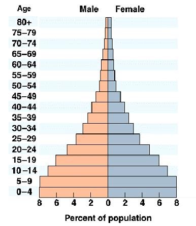 Expansive Pyramids Expansive population pyramids are used to describe populations that are young and growing.