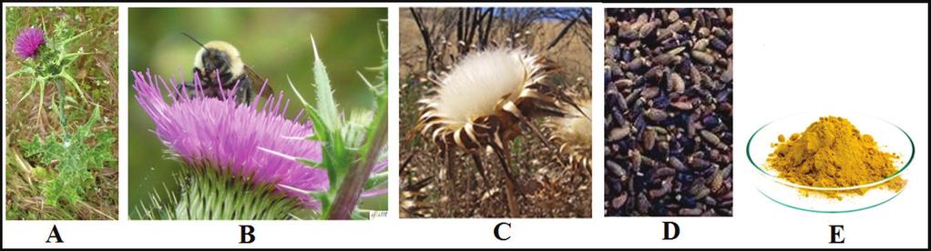 Figure 1: A. Milk-thistle plant (Silybum marianum), B. Its flower, C. Its dried flower. D. Its seeds, E. Its seeds extract (silymarin flavonolignans). In this figure pictures A, C.