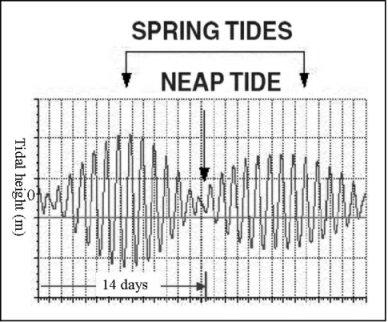 What causes the tides?
