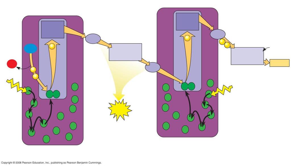 The Light Reactions Produces ATP (chemical energy) & NADPH (reducing power).