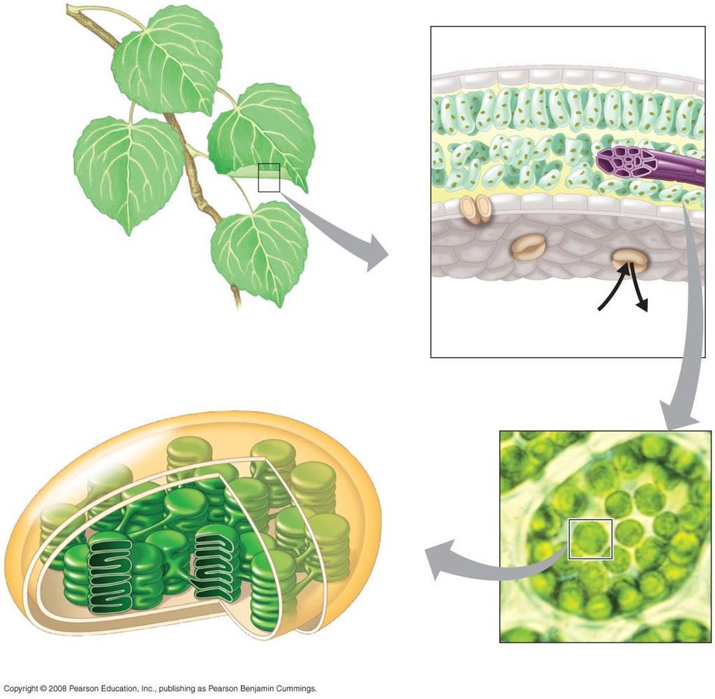 Photosynthesis occurs in Chloroplasts Leaf cross section