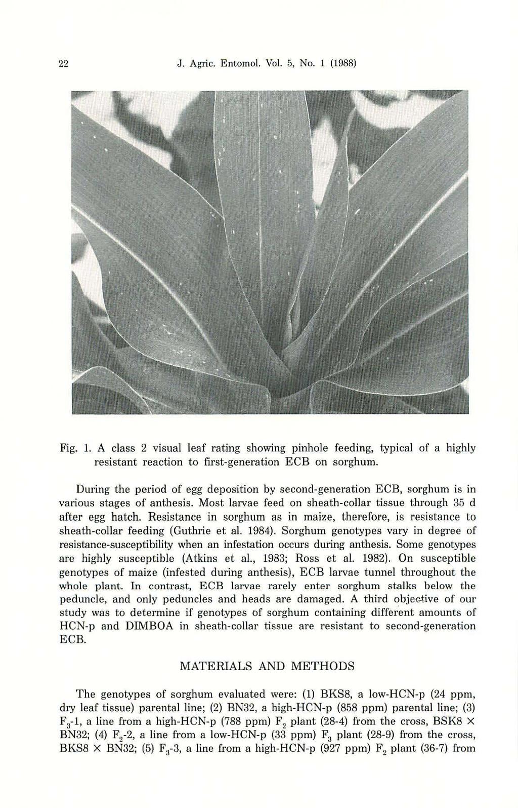 22 J. Agric. Entomol. Vol. 5, No.1 (1988) Fig. 1. A class 2 visual leaf rating showing pinhole feeding, typical of a highly resistant reaction to first-generation ECB on sorghum.