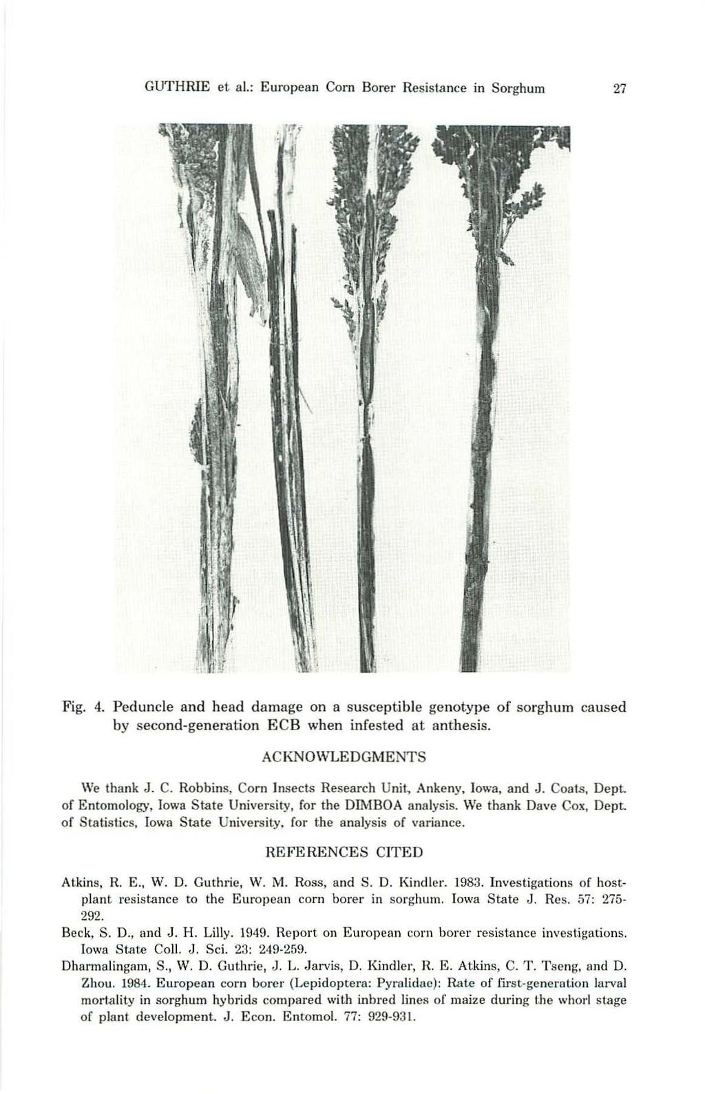 GUTHRIE ei aj.: European Corn Borer Resistance in Sorghum 27, I,I "I,\~, " Fig. 4.