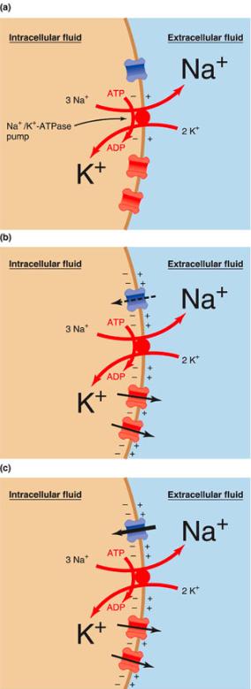 Establishing RMP Na + /K + /ATPase pump Establishes concentration gradients for Na + and K +