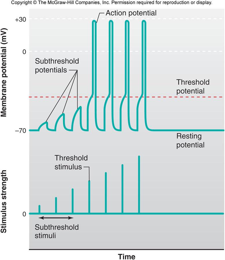 Action Potentials are All-or-None If threshold is reached, depolarization proceeds with the same amplitude No threshold =