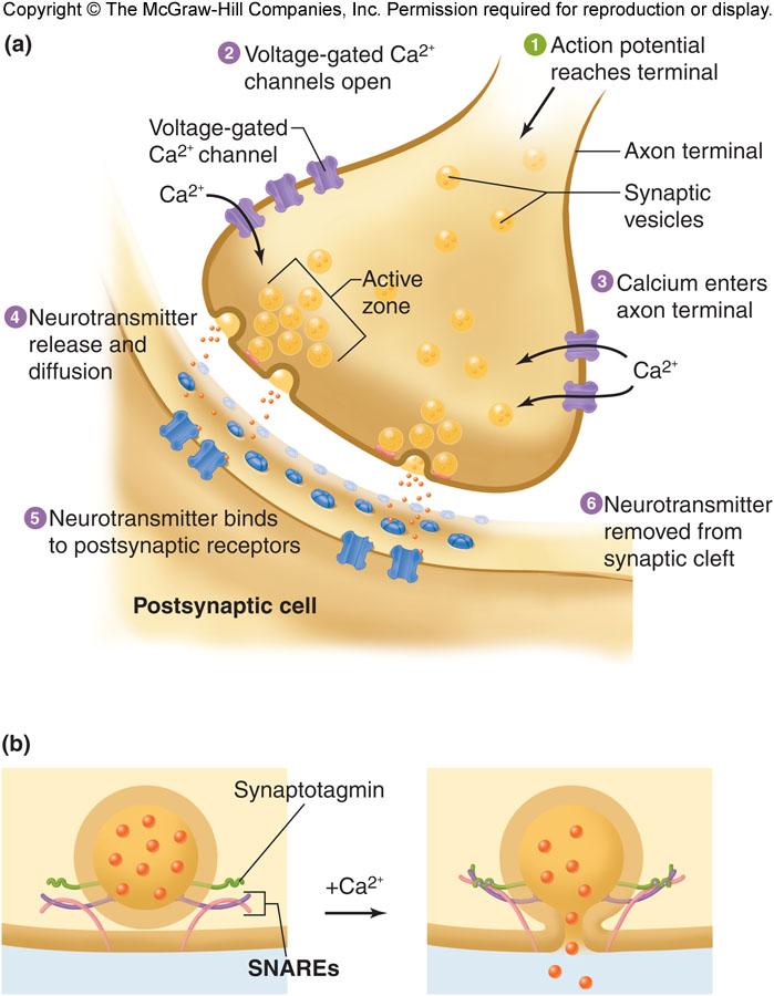 Terminal end bulb is separated from postsynaptic cell by synaptic cleft NT released from synaptic vesicles Vesicles