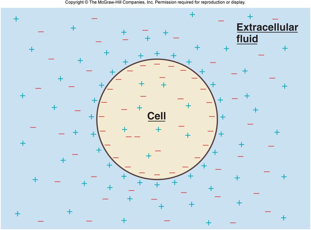 Resting Membrane Potential Ions collect in a thin shell very close to the faces of the membrane The bulk of the intracellular and extracellular fluids remain the same ** The