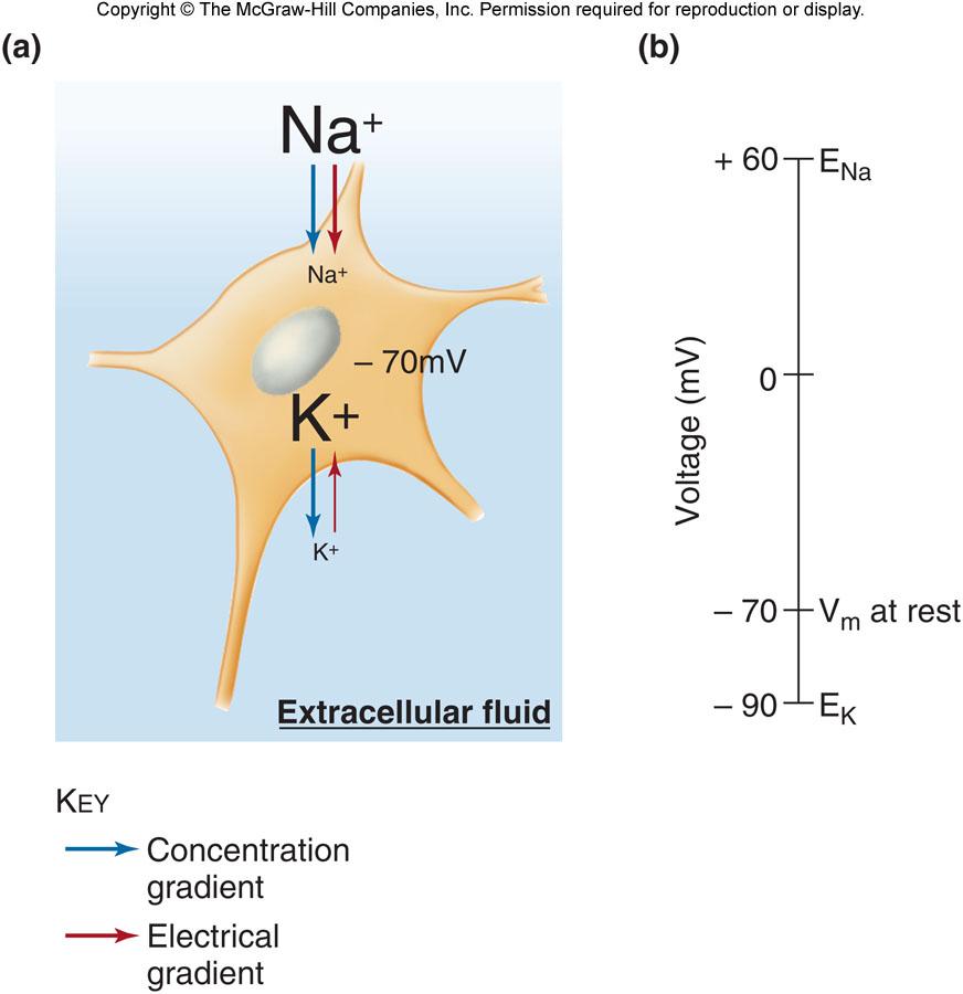 Understanding Equilibrium Cell cytoplasm has an overall net (-) charge Electrochemical gradients favor: Inward movement of Na +
