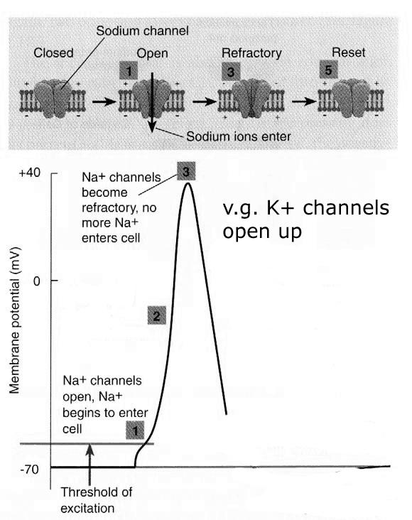At the same time, voltage gated K+ channels become activated and open up.