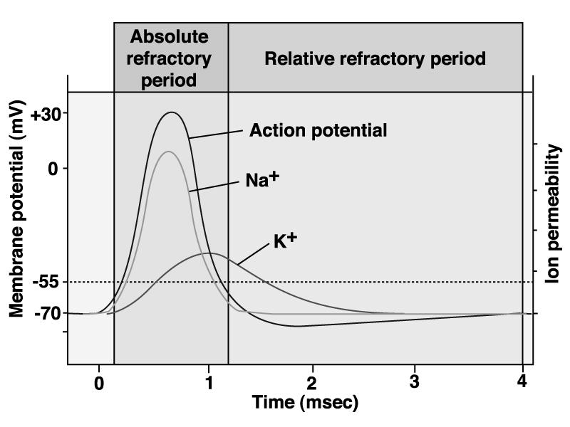 Action Potentials and Refractory Period 31