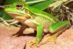 The fungus grows and feeds on the epidermis of frogs before releasing zoospores into the water to begin the cycle again.