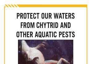 Biosecurity are currently researching suitable methods to ensure that Chytrid fungus is not spread further throughout.