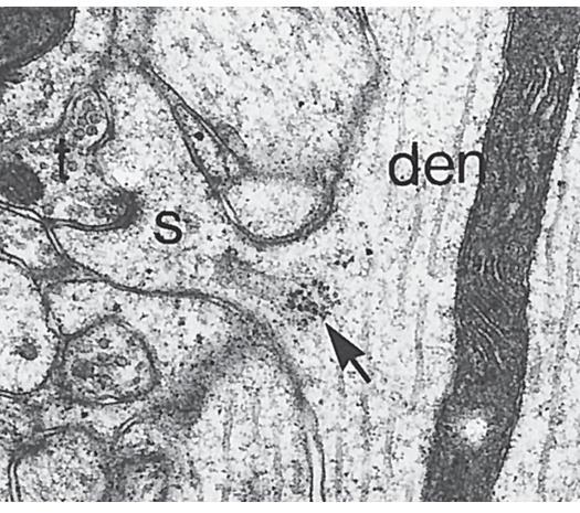 Dendritic spines are thought to isolate various chemical reactions that are triggered by some types of synaptic activity.
