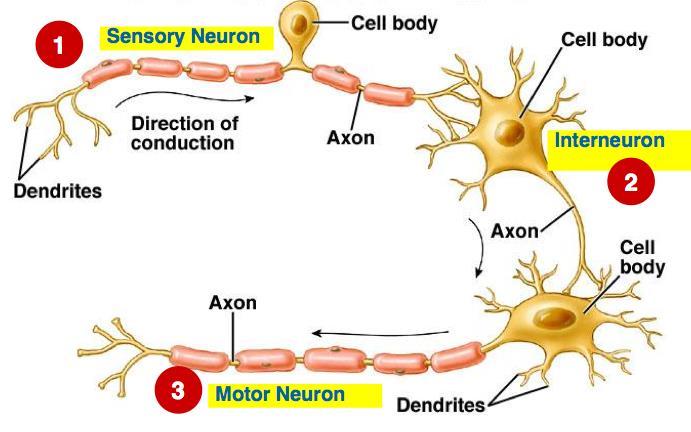 Classification of Neurons Neurons are classified based on the morphology of dendrites, axons and the structures they innervate. There are four common schemes.