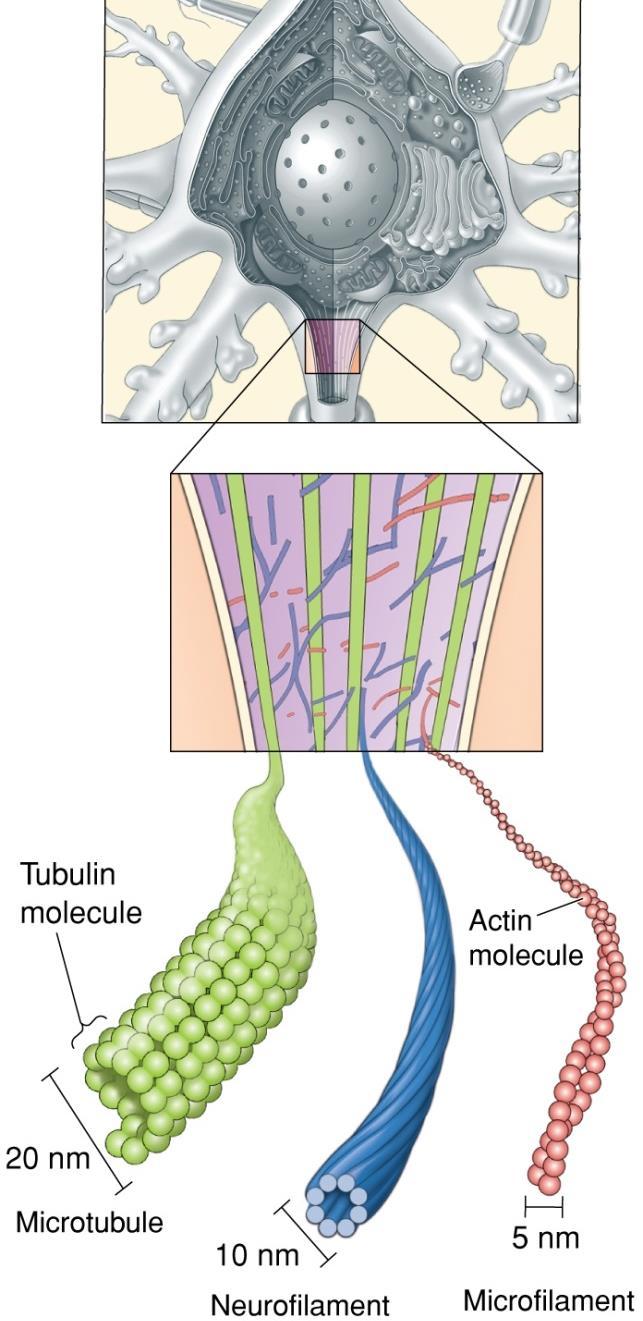 The Cytoskeleton Cytoskeleton is the scaffolding that give a neuron its shape.