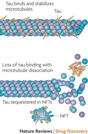 Largest of the three types, microtubules run longitudinally down neurites.