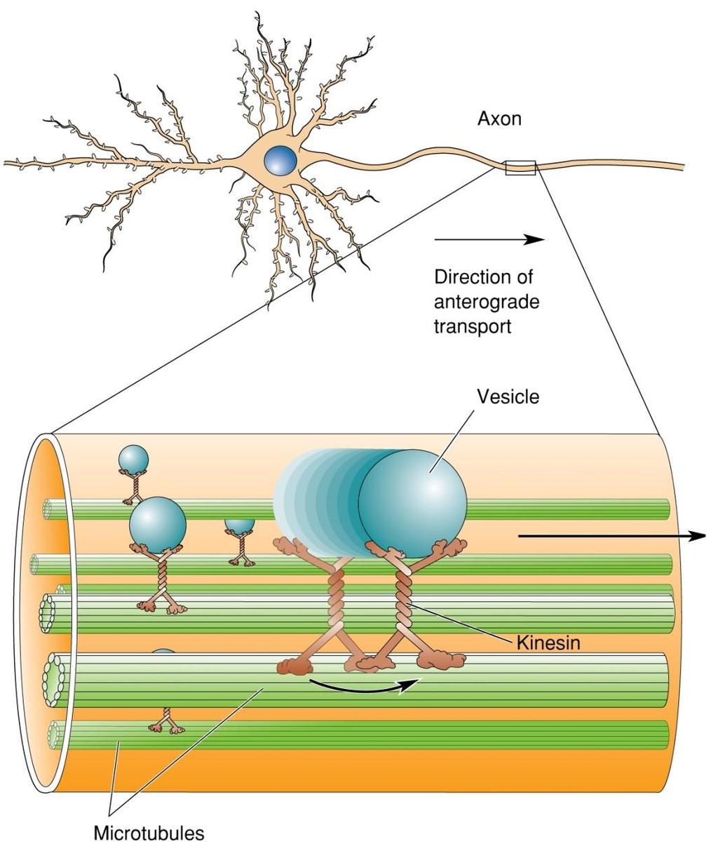 Axoplasmic Transport Axons lack ribosomes, thus proteins must be synthesized in the soma and then shipped down the axon.