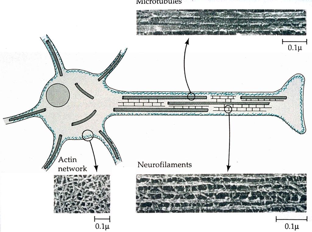 Mechanisms of neuronal migration & Neurite