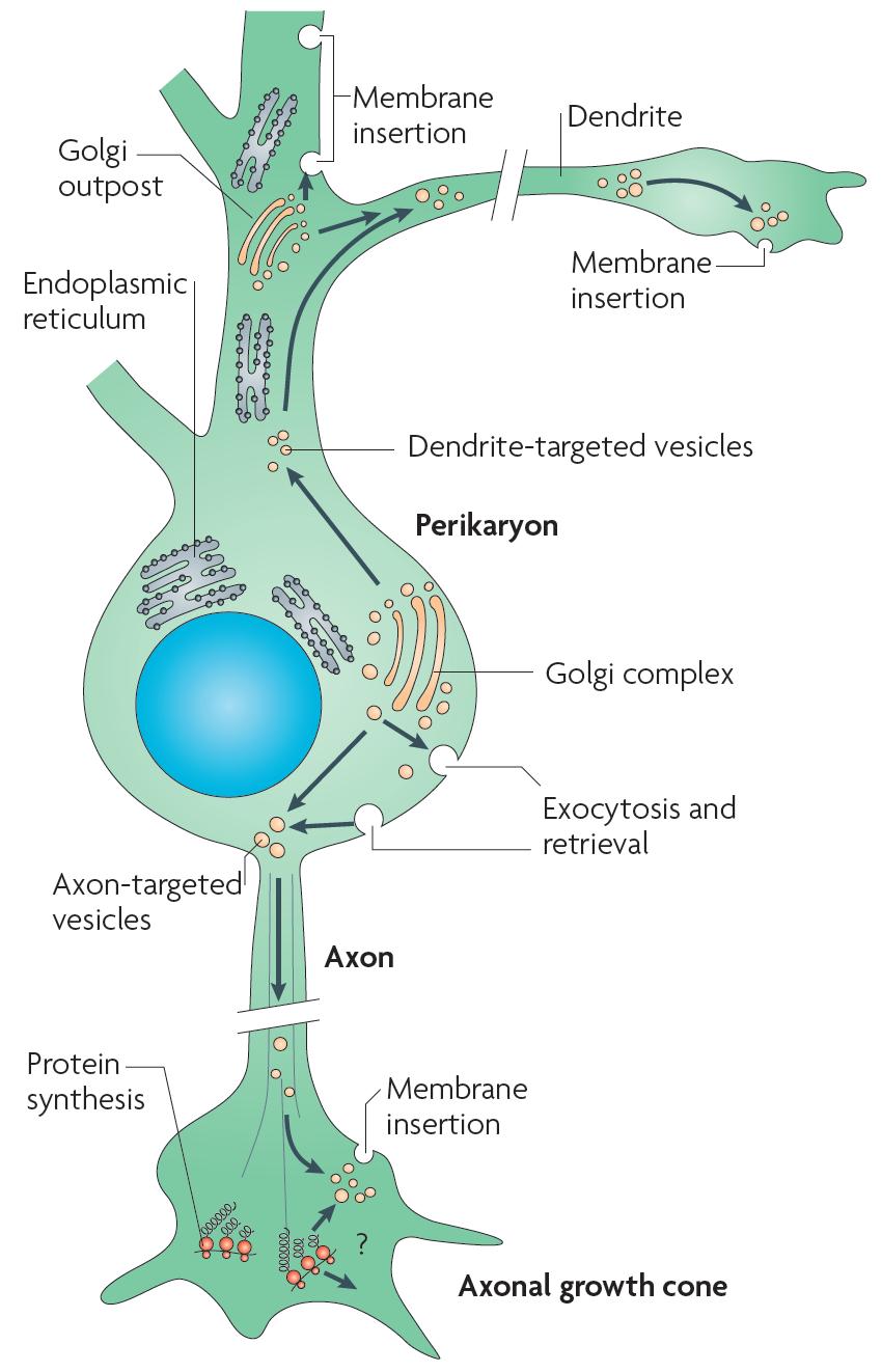 The growth cone surface expands by exocytosis. Plasma membrane can also be removed by endocytosis.