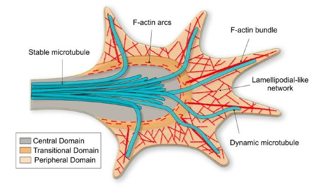Mechanisms of neuronal migration & Growth cone