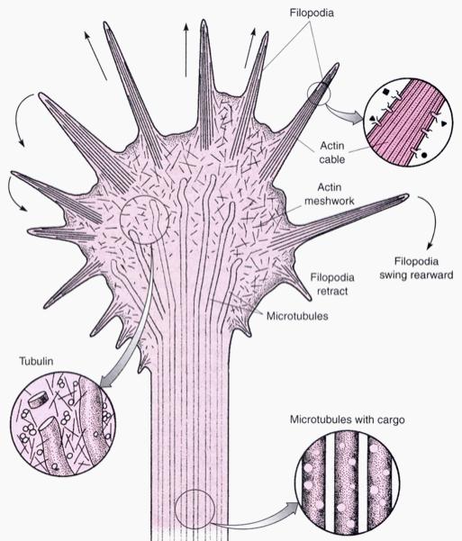 microtubules, and vesicular cargo transported