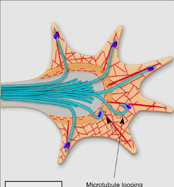 with actin filaments Some +TIPs can mediate microtubule growth and/or advance
