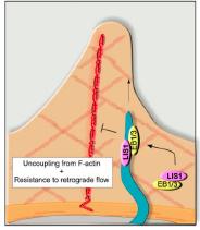 Microtubules linked by +TIPs to retrogradely moving actin filaments are swept