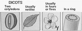 difference between monocots and