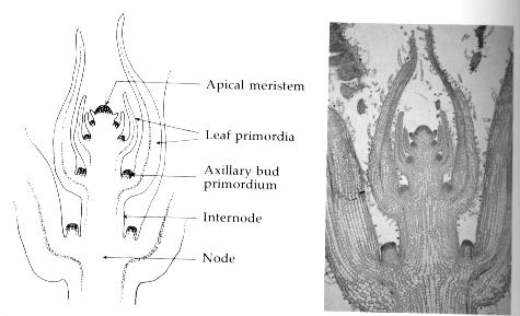 axillary buds internode node
