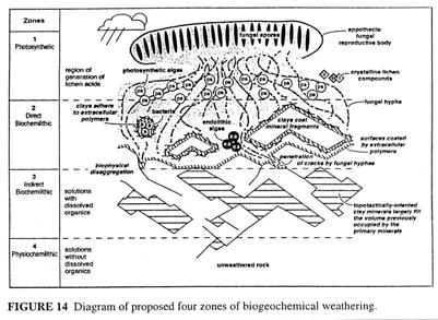 Weathering Biogeochemical weathering Boggs doesn t really emphasize the role of (micro)organisms in promoting weathering New field Barker and Bamfield 1998 Weathering